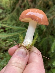 Suillus brevipes