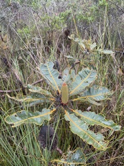 Banksia robur