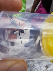 Polyrhachis brisbanensis