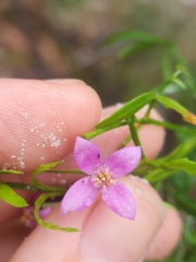 Boronia rivularis