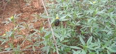 Hycleus biundulatus