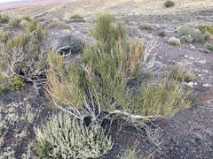 Ephedra viridis