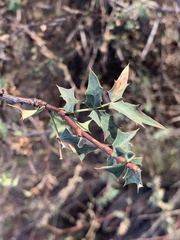 Berberis fremontii