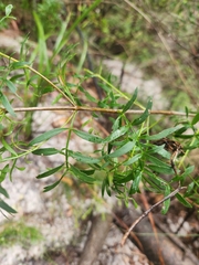 Boronia rivularis