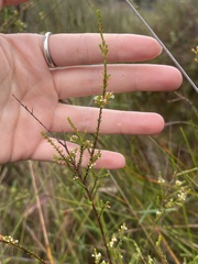 Micromyrtus littoralis