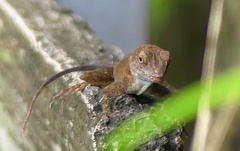 Anolis cristatellus