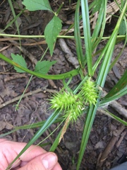 Carex lupulina