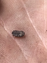 Armadillidae