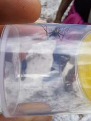 Polyrhachis brisbanensis