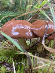 Suillus brevipes