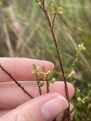 Micromyrtus littoralis