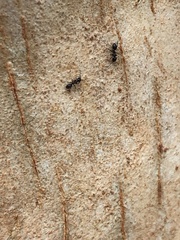 Anonychomyrma