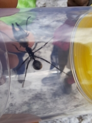 Polyrhachis brisbanensis