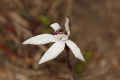 Caladenia saccharata