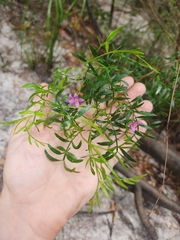 Boronia rivularis