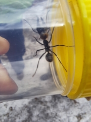 Polyrhachis brisbanensis