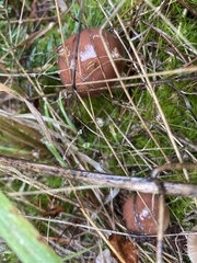 Suillus brevipes
