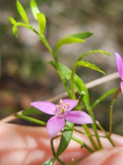 Boronia rivularis
