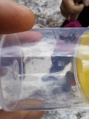 Polyrhachis brisbanensis