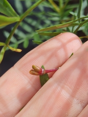 Boronia rivularis