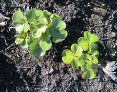 Oxalis truncatula