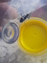 Polyrhachis brisbanensis