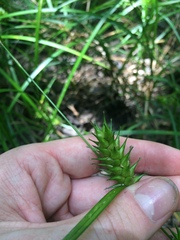 Carex louisianica