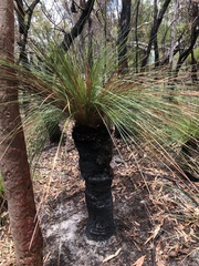 Xanthorrhoea johnsonii
