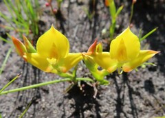 Disa tenuifolia