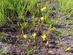 Disa tenuifolia