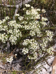 Platysace ericoides
