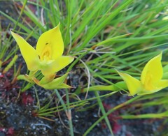 Disa tenuifolia