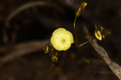 Drosera subhirtella