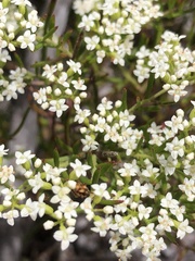 Platysace ericoides