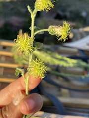 Brickellia tomentella