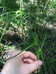 Carex louisianica
