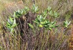 Hermas villosa