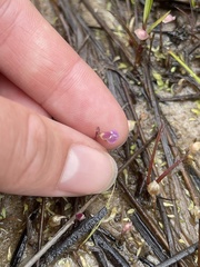 Utricularia uliginosa
