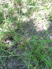 Carex louisianica