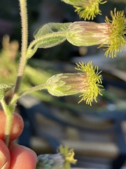 Brickellia tomentella