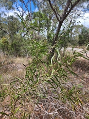 Hakea benthamii
