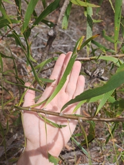 Hakea benthamii