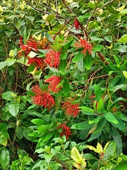 Embothrium coccineum