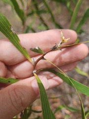 Hakea benthamii