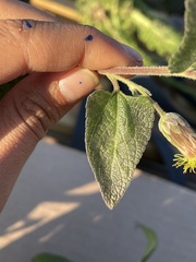 Brickellia tomentella