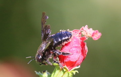 Xylocopa strandi