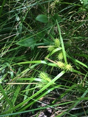 Carex lurida