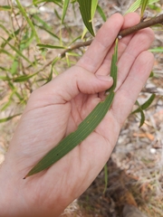 Hakea benthamii