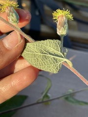 Brickellia tomentella