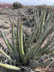 Yucca baccata